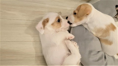 Jack Russell puppies can't stop kissing each other