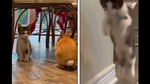 When you kitten thinks He is a rabbit 🐇 to 😂
