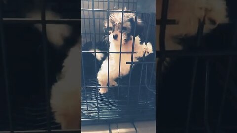 WARNING: Adorable Lhasa Apso May Steal Your Heart! #shorts #dog #doglover