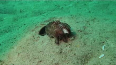 Octopus spews out crab leftovers