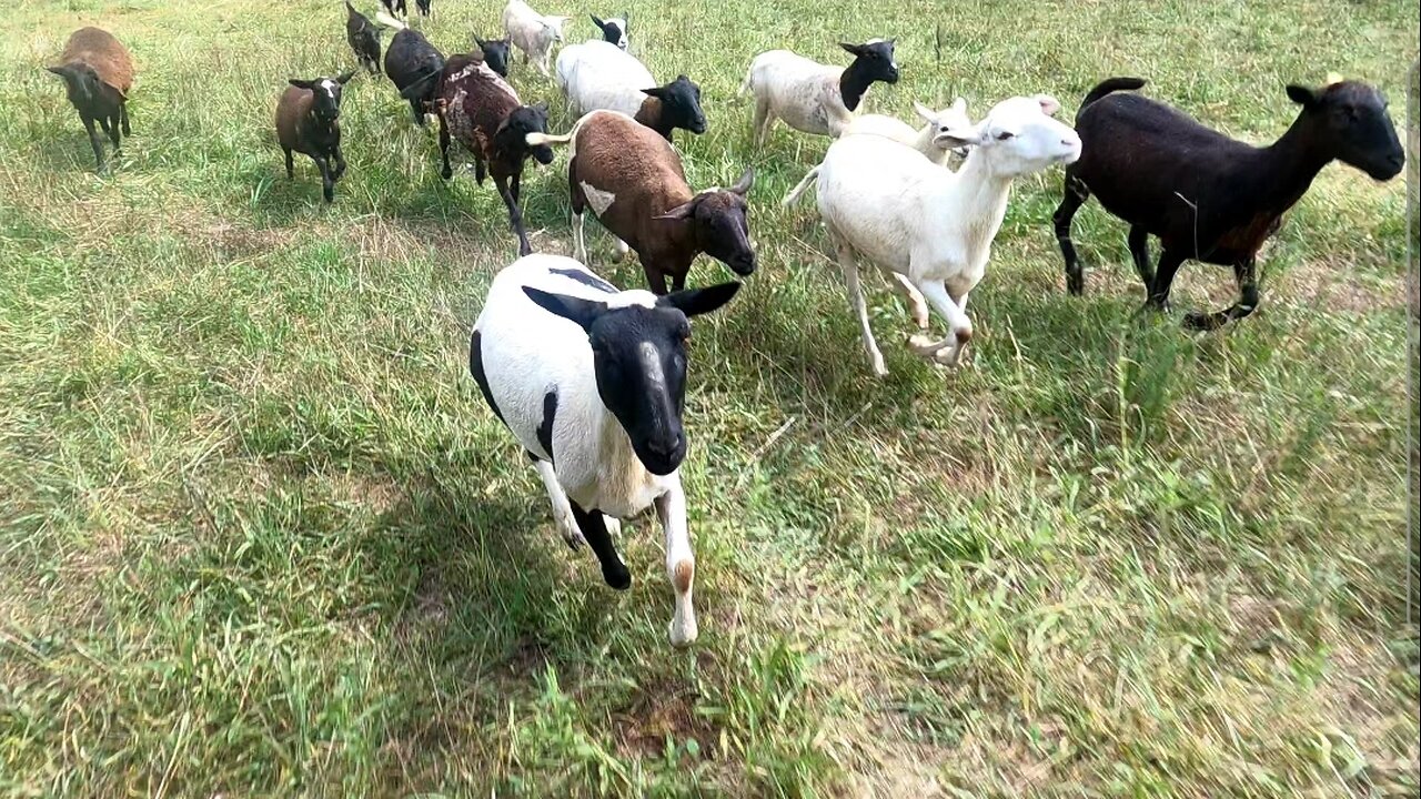 Herding with the SHEEP WRANGLER