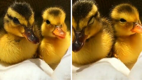 Footage of two very cute ducklings