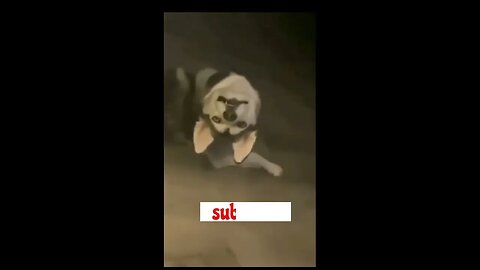 funny dubbing urdu funny cats and dogs videos #funnyvideos for more videos subscribe to my channel