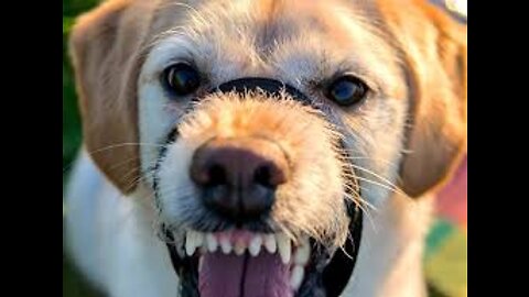 Aggressive dogs attack's on streets, bite's Humans & Kids | Real attacks compilation