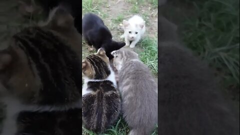 Кормление и уход за котятами