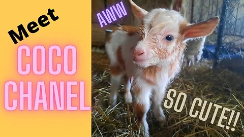 Welcoming The Newest Edition To Our Homestead