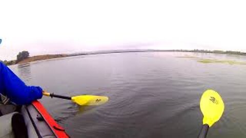 Sea otter checks us out. #Shorts