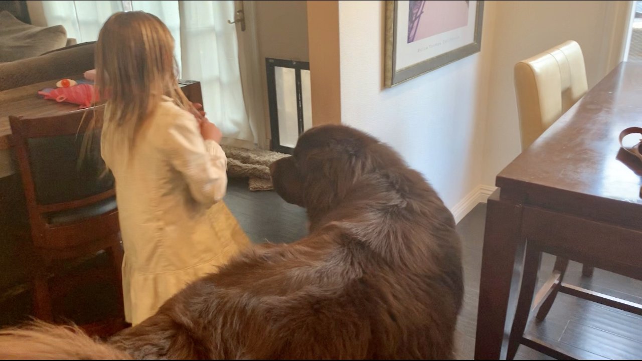 Sidekick dog makes "grandest" entrance ever