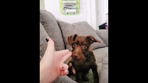 Funny Animal Videos 2023 Best Dogs And Cats Videos #65