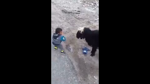 animals vs kids