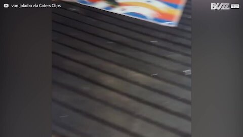 Carneiro é apanhada em flagrante a roubar comida