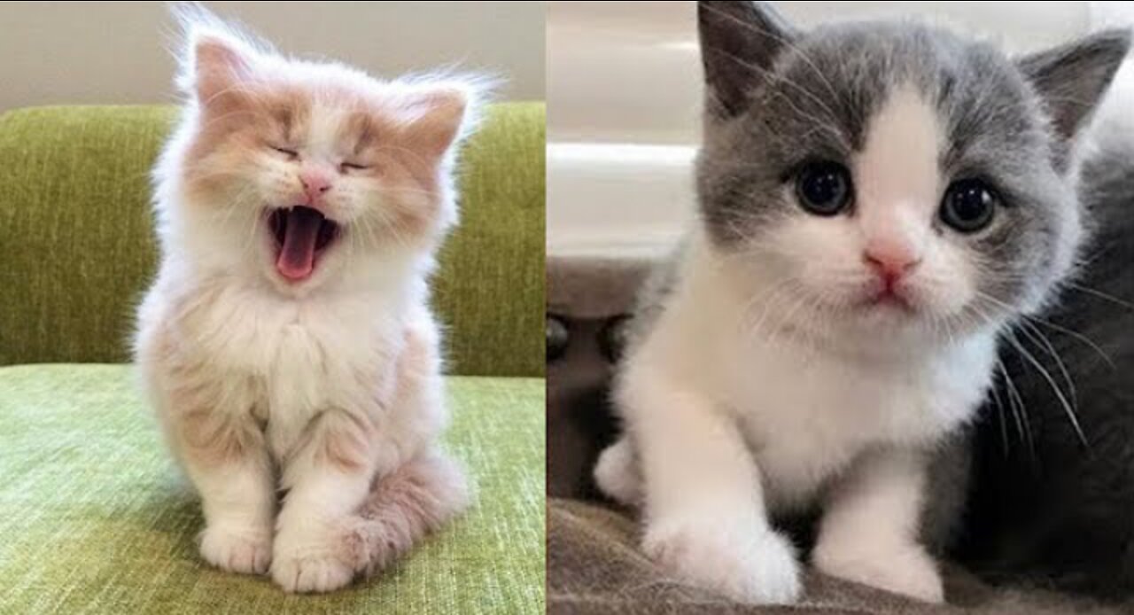 Fight between 2 baby cats | Cuteness level 100%😍