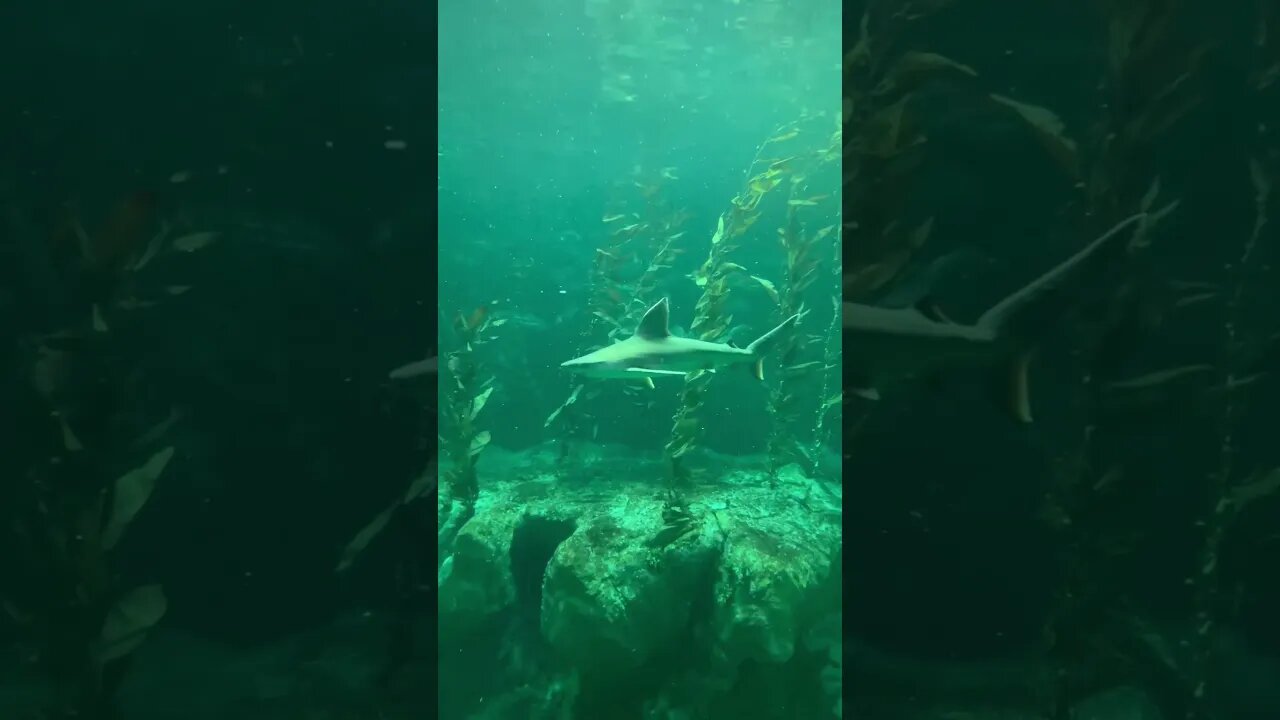 Found this gorgeous shark #shorts