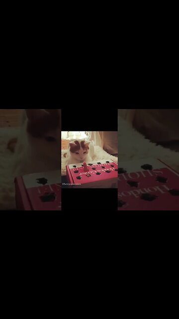 Laugh Break: Check Out These Funny Fuzzies 😂 #funny #funnycats #funnycat #funnyanimals