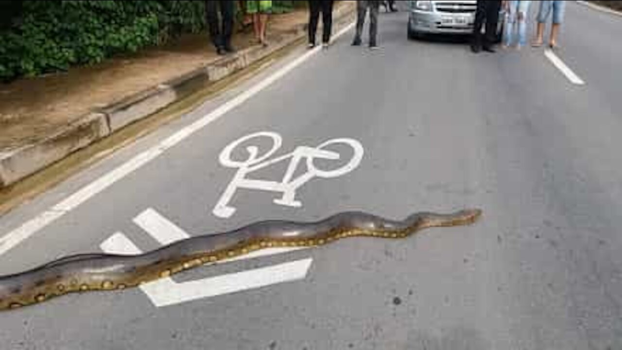 Traffico paralizzato per lasciar passare un'anaconda