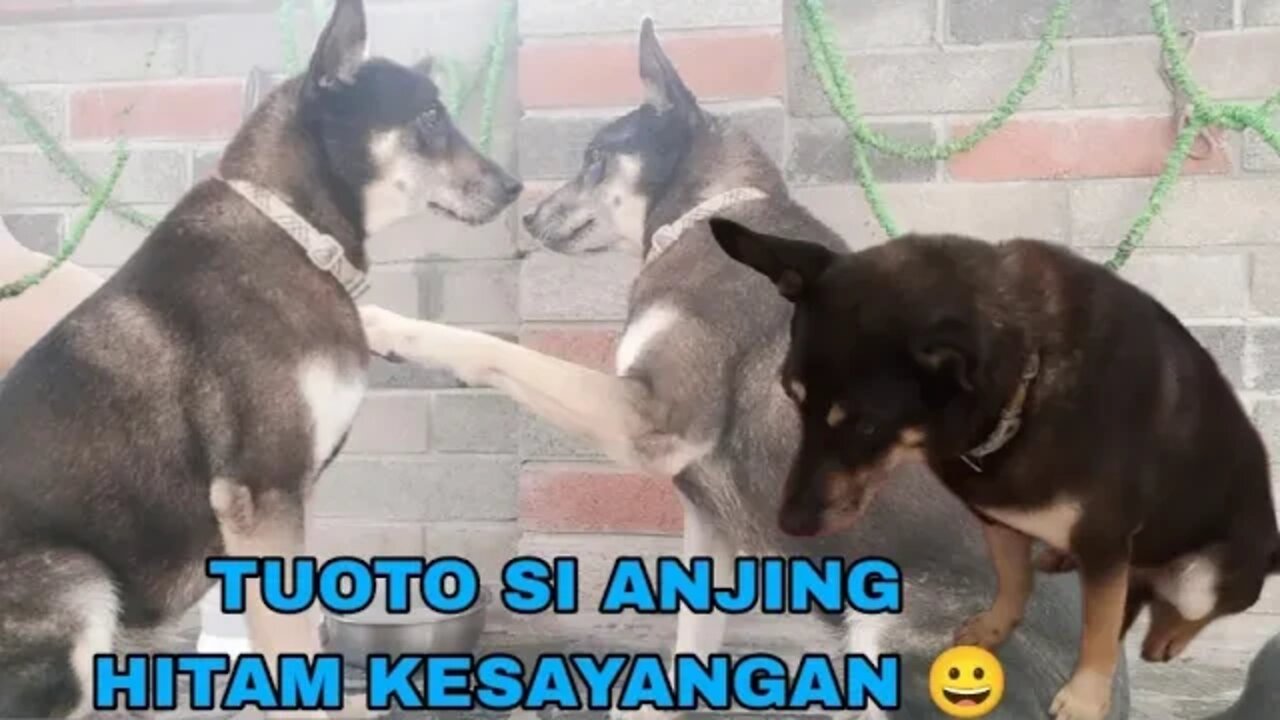 Memberi makan Tuoto si anjing hitam kesayangan | feed my beloved pet dog