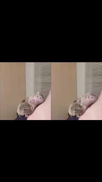 Hedgehog Scratching His Itch While On His Owner's Neck