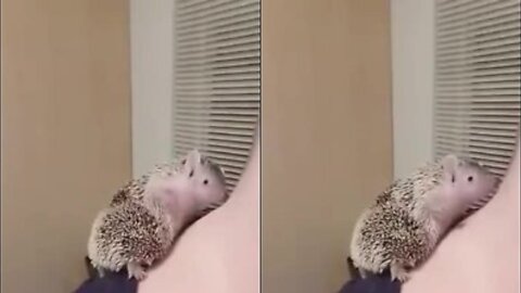 Hedgehog Scratching His Itch While On His Owner's Neck
