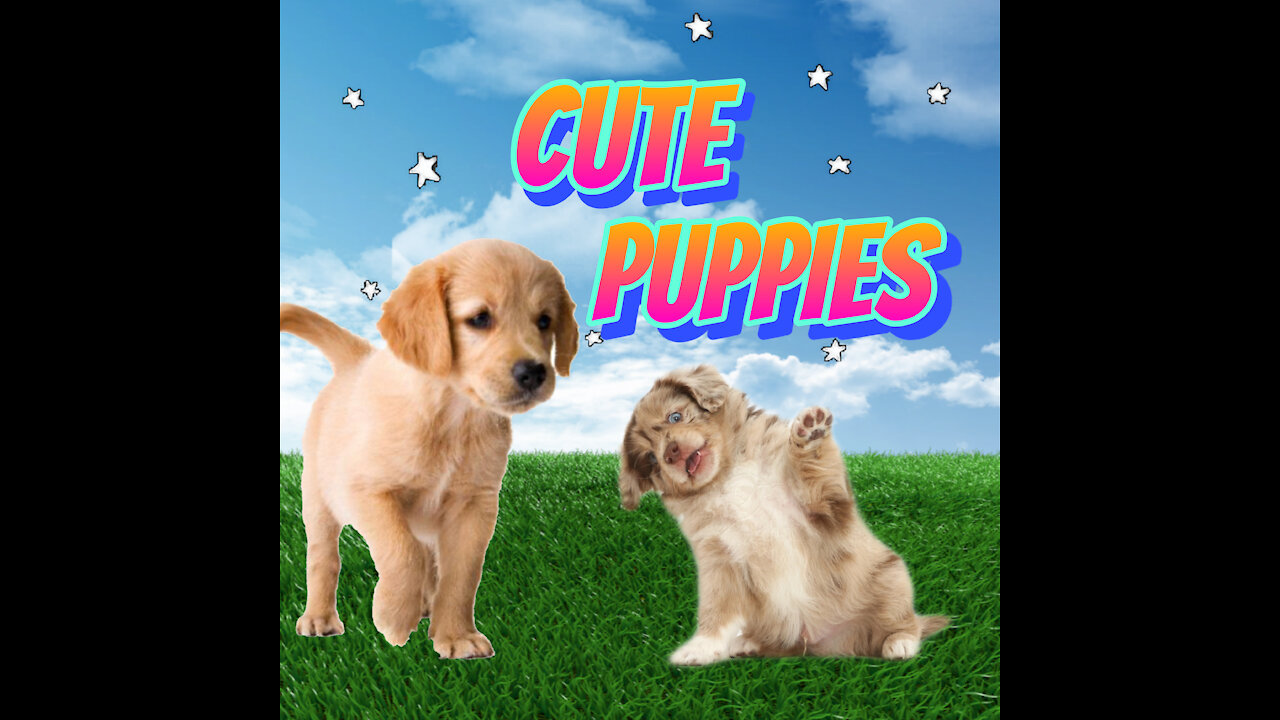 Very Cute Puppy Compilation **SUPER CUTE**