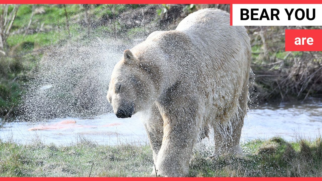 Russian polar bear has been unveiled at a Yorkshire wildlife park