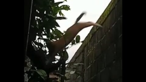 Shimba My Kitten Comes Down from a High Wall.