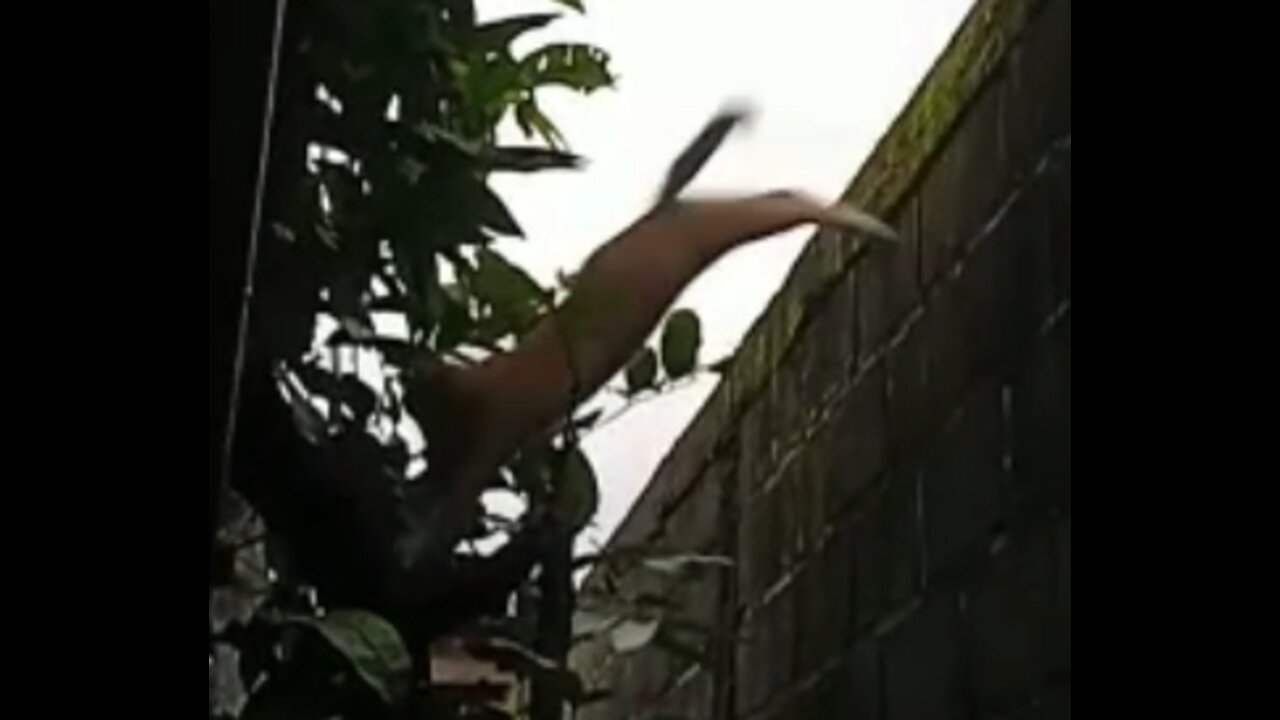 Shimba My Kitten Comes Down from a High Wall.