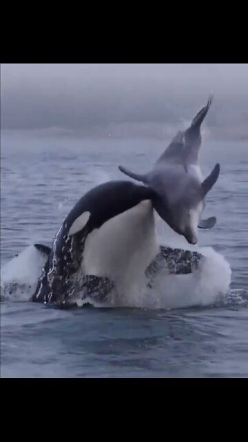 THE OCEAN MOST FEARED🎬🌊🦑🦭🐋TOP PREDATOR IN MARINE LIFE🌊🐳🐬🐋💫