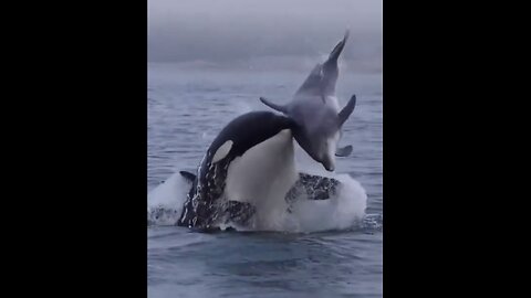 THE OCEAN MOST FEARED🎬🌊🦑🦭🐋TOP PREDATOR IN MARINE LIFE🌊🐳🐬🐋💫