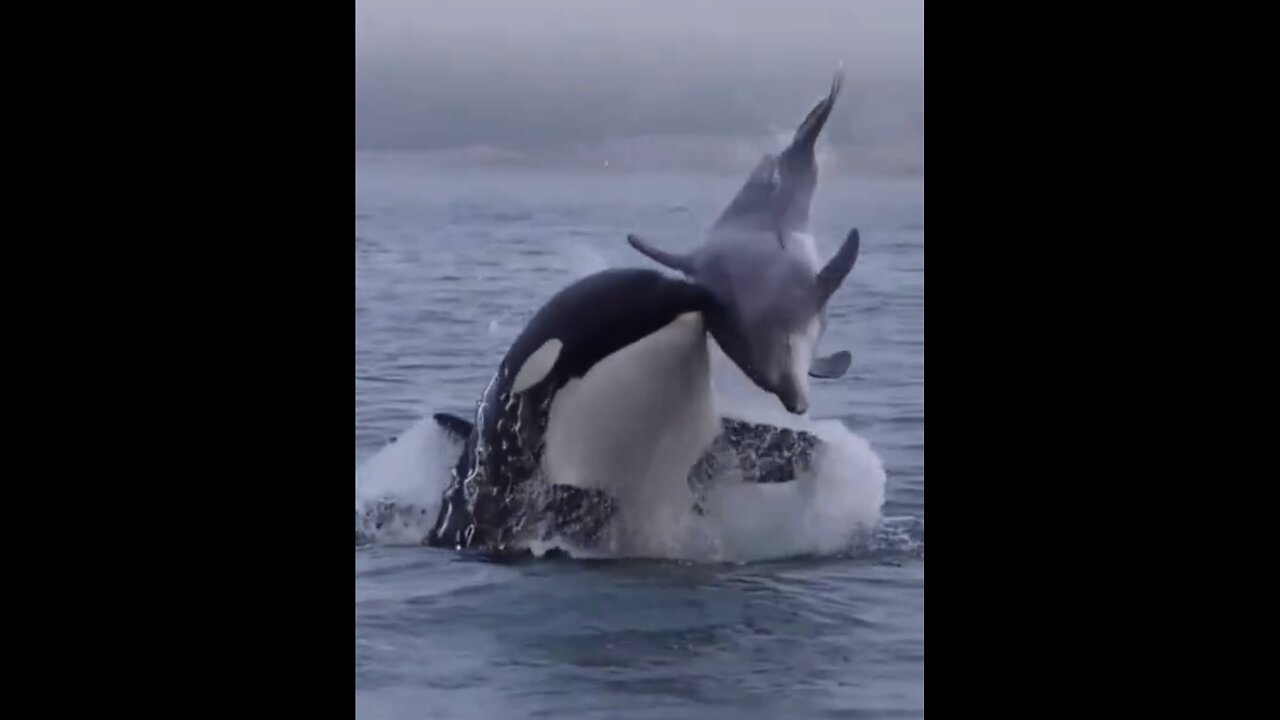 THE OCEAN MOST FEARED🎬🌊🦑🦭🐋TOP PREDATOR IN MARINE LIFE🌊🐳🐬🐋💫