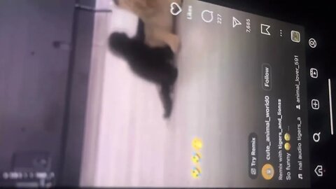 Kitten lion and kitten cat playing 2023