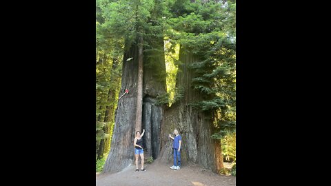 Trip to the Redwoods