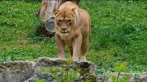 BEAUTIFUL 💀LION🦁 SHORT❤CLIP🥰