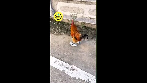 Funny cock walking with shoes 🐓🐓🐓🐓