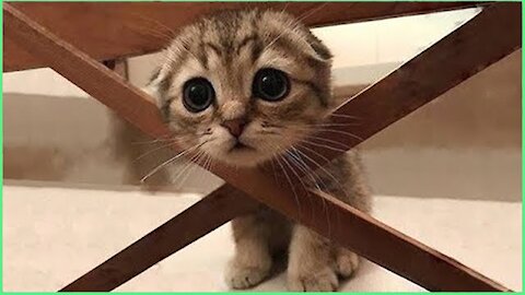 Cute Pets And Funny Animals Cute3
