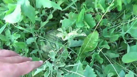 Episode 2 - Tour Of My Land & The Village Where I Live
