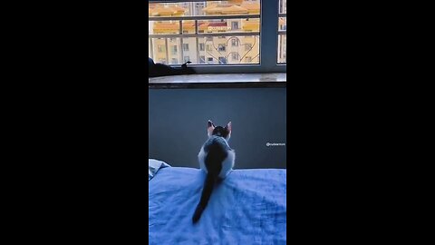 Funny animals part 2😂