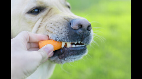 Um cachorro adora comer cenouras