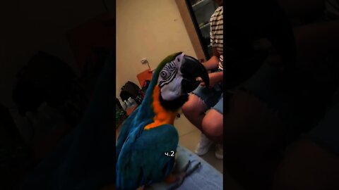 #shorts Смешные животные из Тик Ток 59 Funny animals from Tik Tok