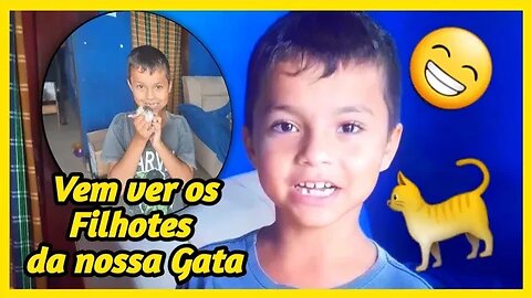 Dia 22 de Maio - Filhotes da nossa Gatinha Sereia Nasceram