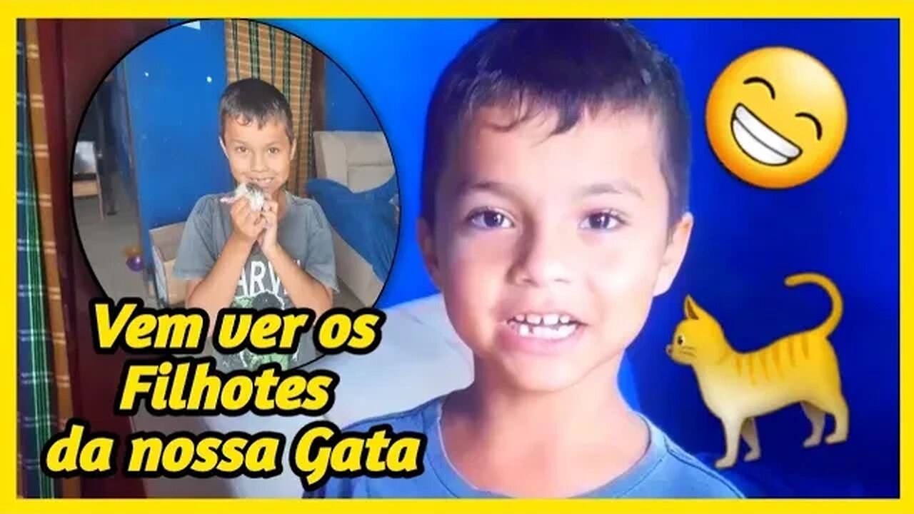Dia 22 de Maio - Filhotes da nossa Gatinha Sereia Nasceram