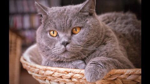 Baby Pets - Cute and Funny Pets Videos Compilation