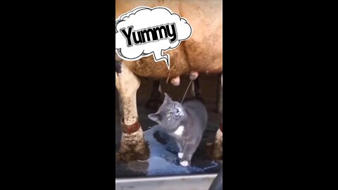 Free milk 🍼