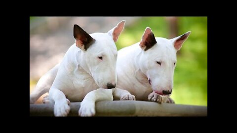 TRY NOT TO LAUGH or GRIN: Funny and Cute Bull Terrier Videos Compilation 2021