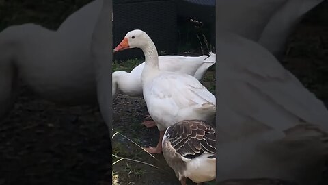 Do you get geese and ducks confused? 😳