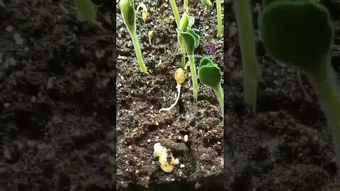 Squash Popping! 😎 Follow us on Facebook and Instagram #waywardcajunfarms #farm #chickens #homestead