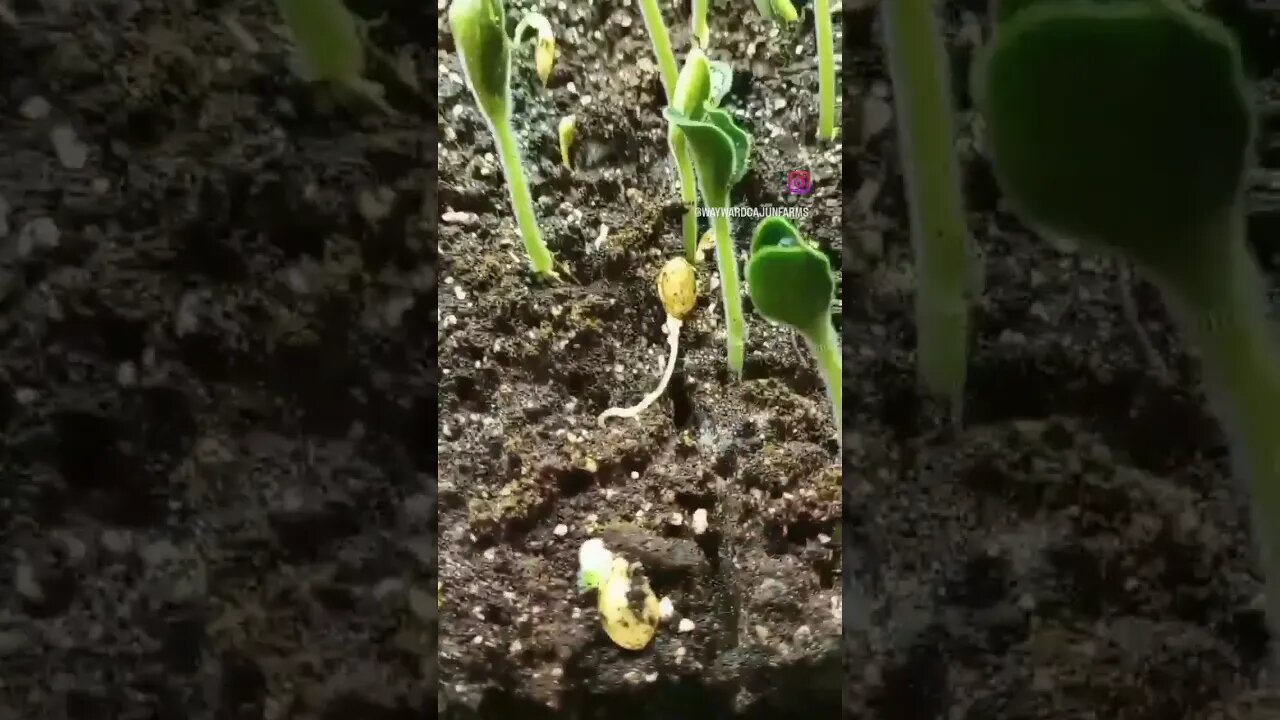 Squash Popping! 😎 Follow us on Facebook and Instagram #waywardcajunfarms #farm #chickens #homestead