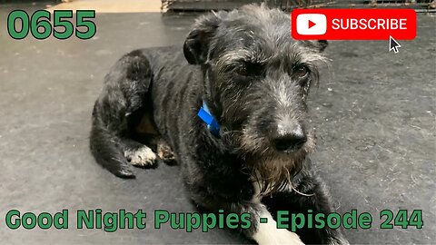[0655] GOOD NIGHT PUPPIES - EPISODE 244 [#dogs #doggos #doggies #puppies #dogdaycare]