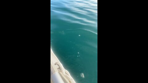 Dolphin encounters golden bay NZ