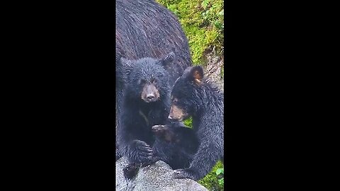 What great guys. Lovely bear cubs.