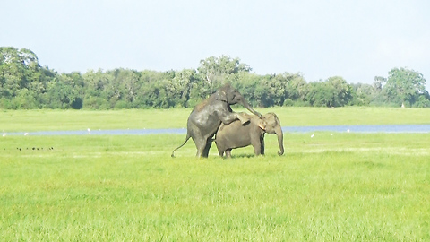 OMG, Same Action! Is this Elephant or human??